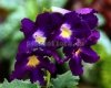 Streptocarpus VICTORIA - PK-VICTORIA